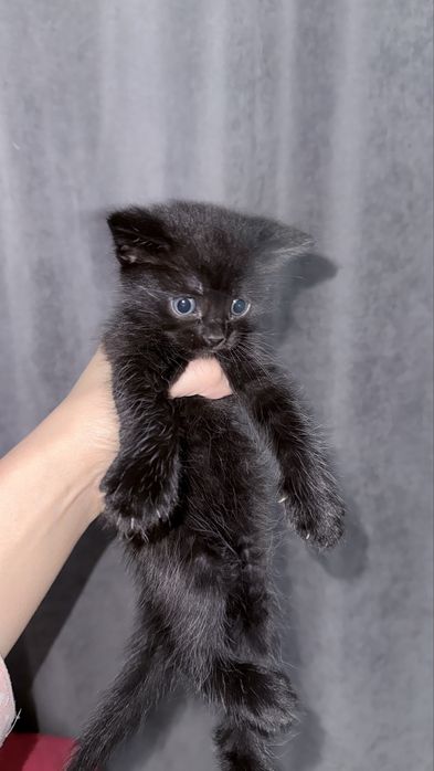 Котята Scottish Straight