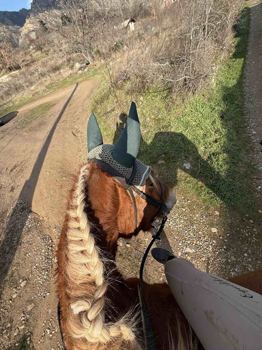 Кон, млада ездитна  кобила