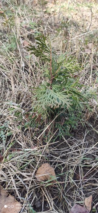 Туя Смарагд примерно 15 -25 см.