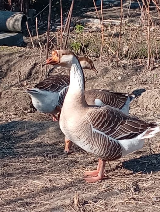Продам гусей, семейка