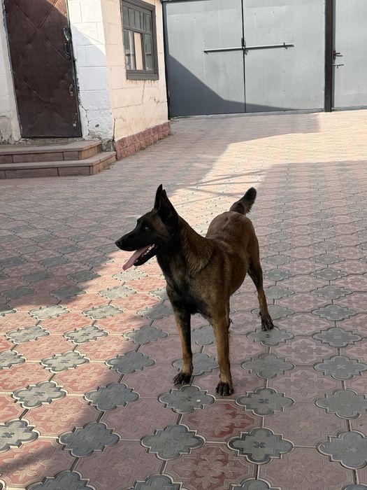 Белгиский овчарка чистокровный
