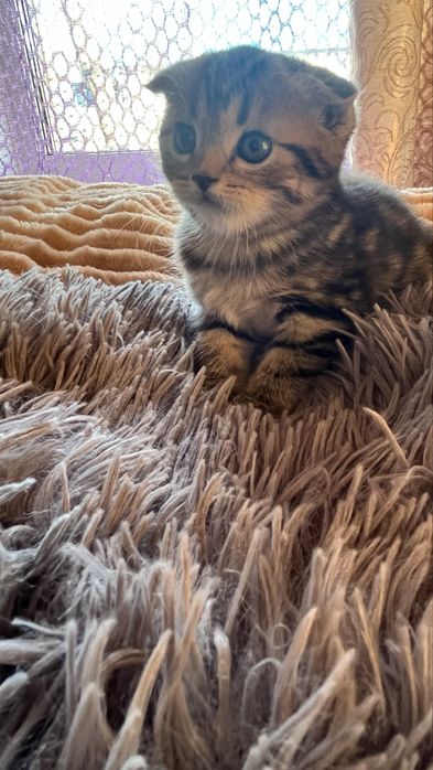 Скоттиш Фолд котёнок