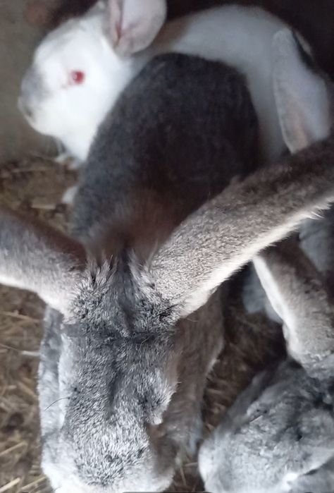 Продам  кроликов