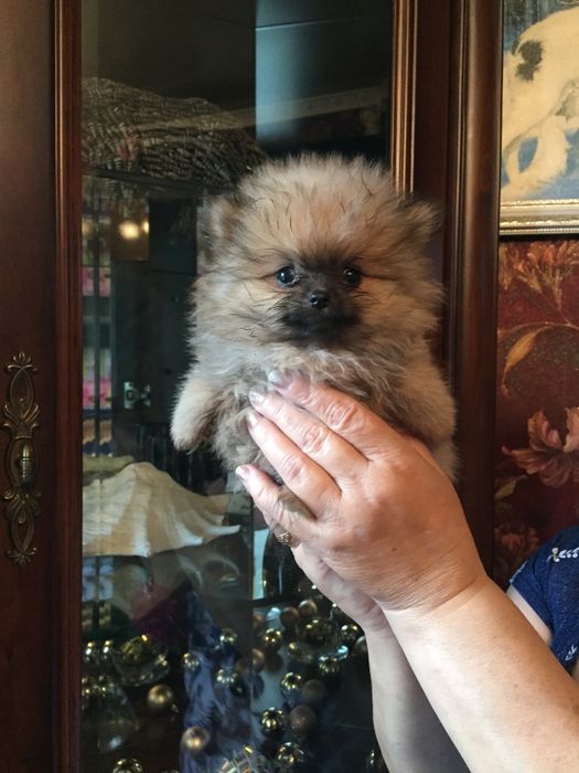 померанский шпиц