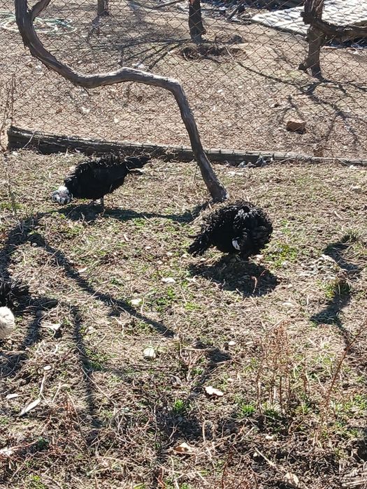 Oua moțate olandeze frezate