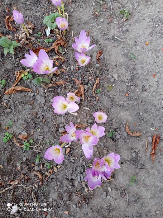 цветы "Безвременник"