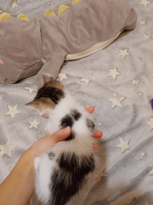 Отдам котят в хорошие руки