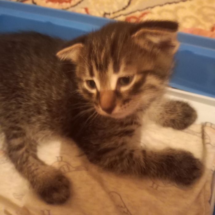 Вислоухие котята 1,5 месяца