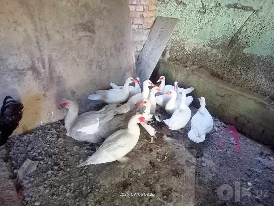 Индауткалар сотилади