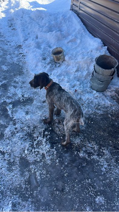 Продам щенка дратхаара