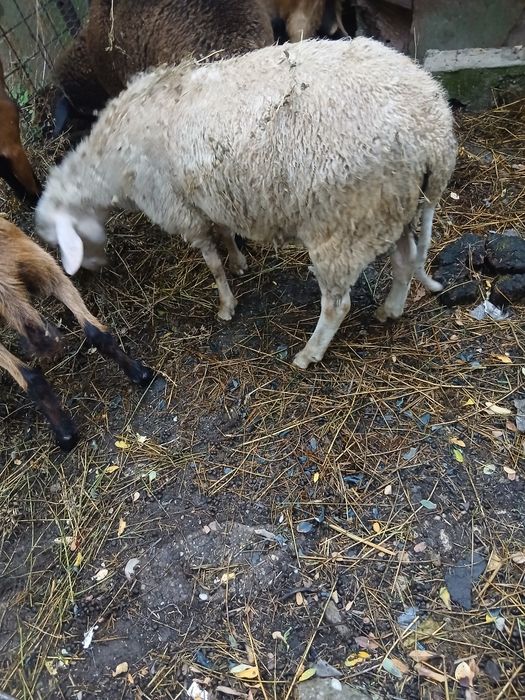 Berbecutii freza germana cel negru si vriza cu lacun, varsta 4 luni jumate ambii