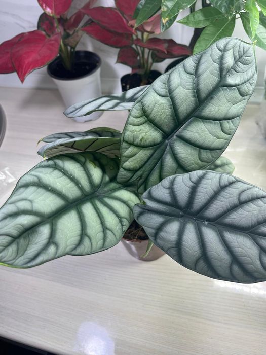 Комнатные растения