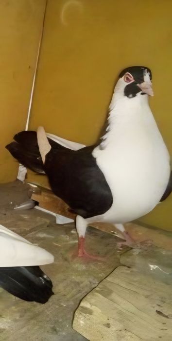 Porumbei ornament Jucători de Galați, Americani, Albastru  Azurp