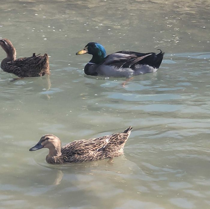 Oua pentru incubat sau rate si ratoi din rasa Rouen salbatic