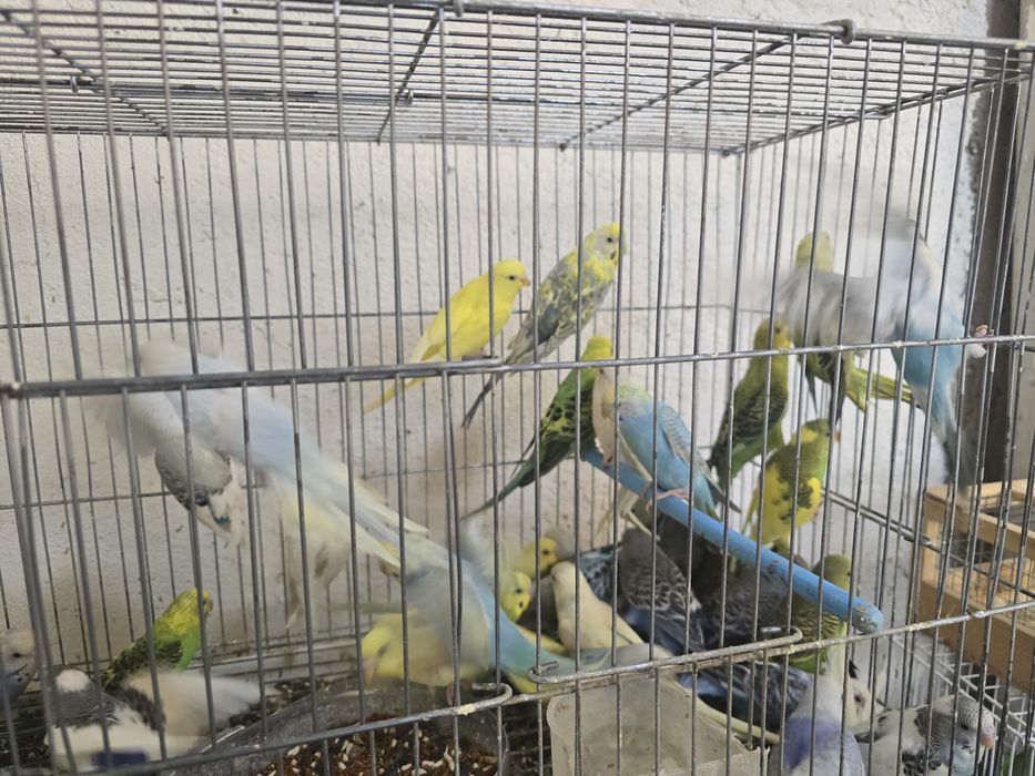 Волнисти папугаи