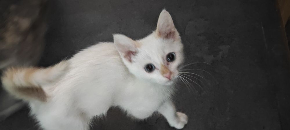 Отдам котёнка бесплатно
