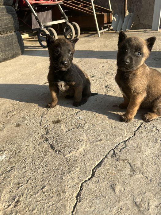 Щенки Бельгийская овчарка-Малинуа