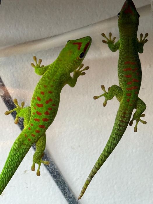Soparla Phesulma Grandis Giant Day Gecko