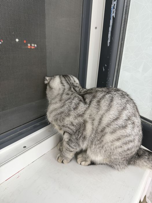 Шотландский вислоуха