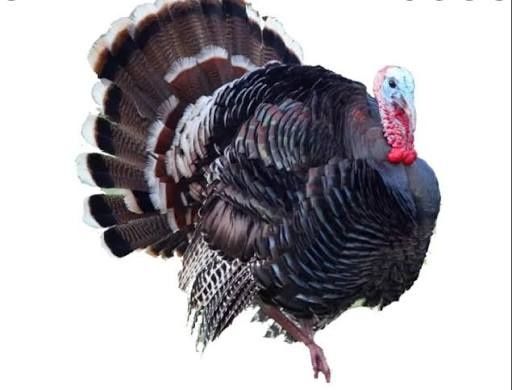 Kurka xo‘roz (85 ming/kg)