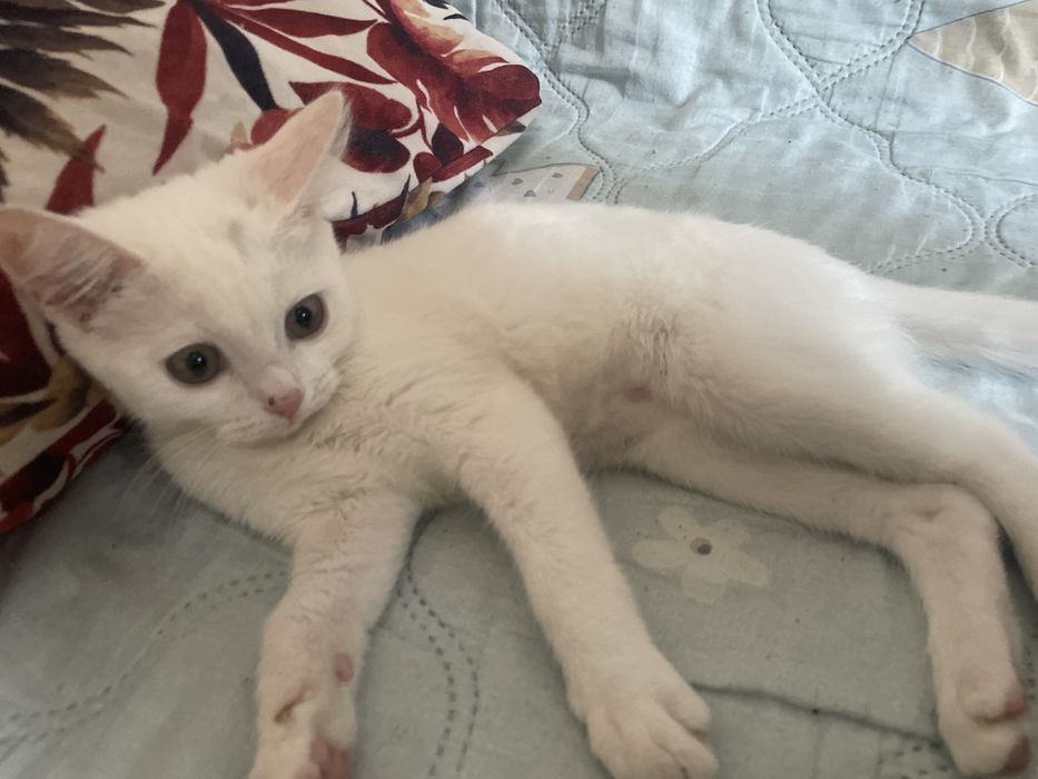 Котенок породистая