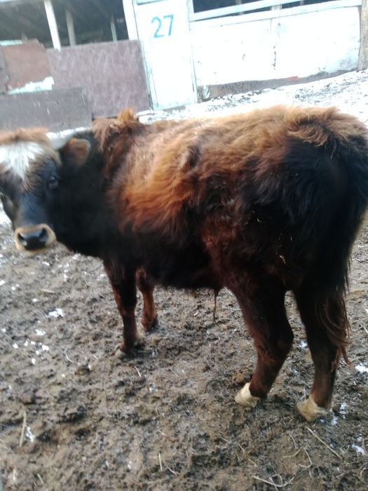 Сельхоз животные