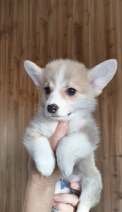 Щеночки вельш-корги пемброк девочки