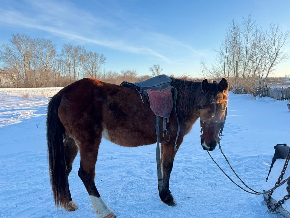 Продам лошадь недорого