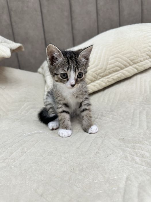 Прекрасный котик в поиске дома