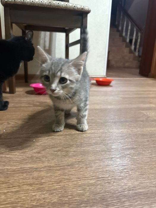 Отдам котят в хорошие руки
