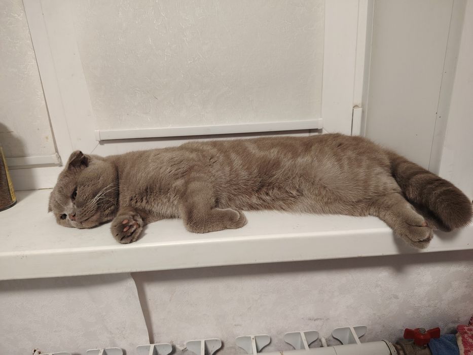 Вислоухий кот ищет подружку
