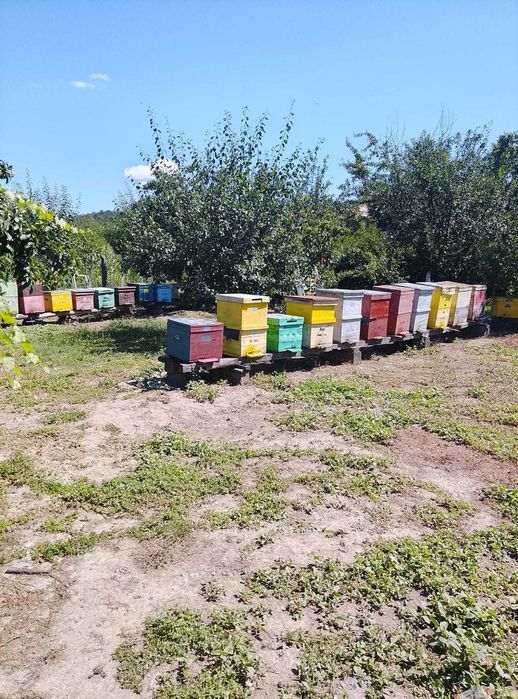 Vând Stupină Productivă – 25 Familii de Albine și Stupi Echipați