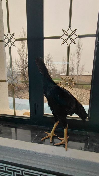 Kulangi xuroz sotiladi