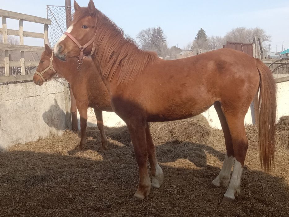 Продам две кобылы полукровки.