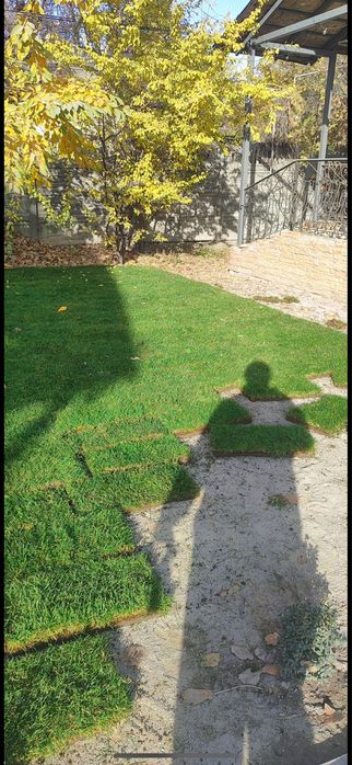 Стелим газон с нуля