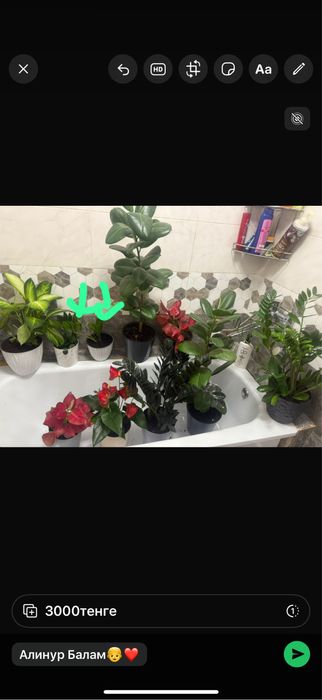 комнатные цветы…