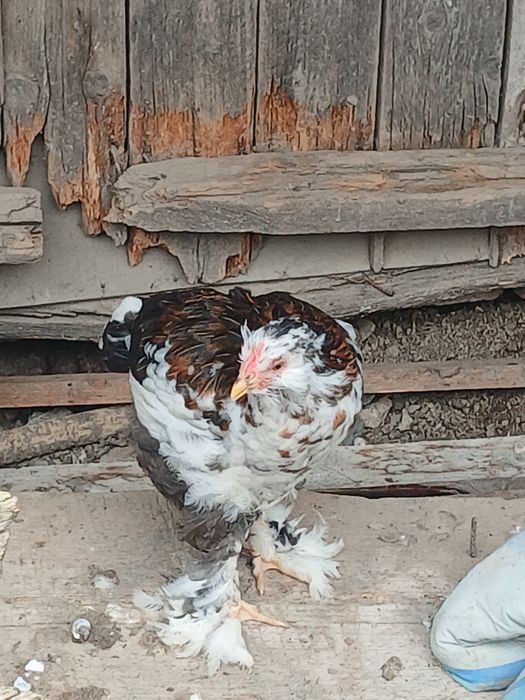 Cocosei din rasa strumski motat barbos și incaltat