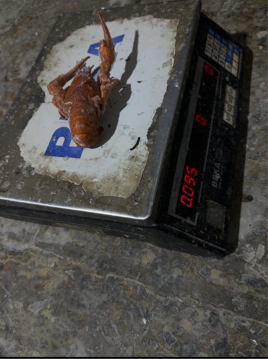 Раки варенье вкусный!