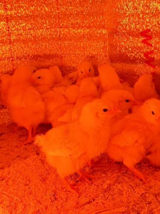 Цеплята Адлер серебристый