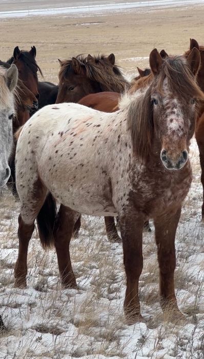 Жеребец 3 года Шубар