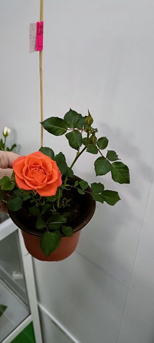 Розы в горшочке:2500 тенге