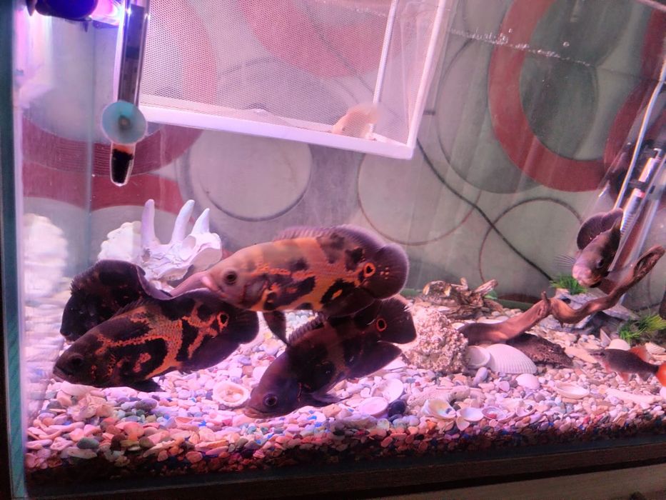 Продаем аквариум 130л с рыбками