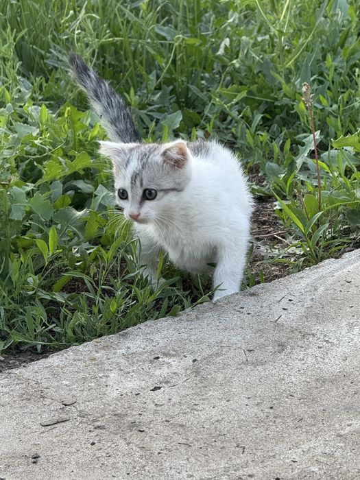 Котенок мальчик. Отдадим в добрые руки