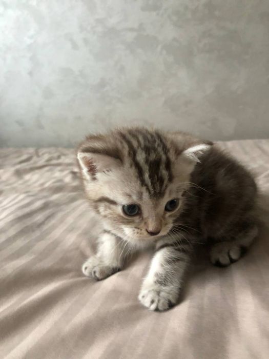 продается дом. животное котеныши