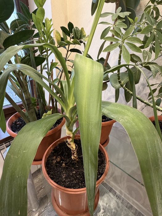 Продам комнатные растения.