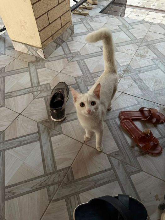 Котенки белая и шоколадная
