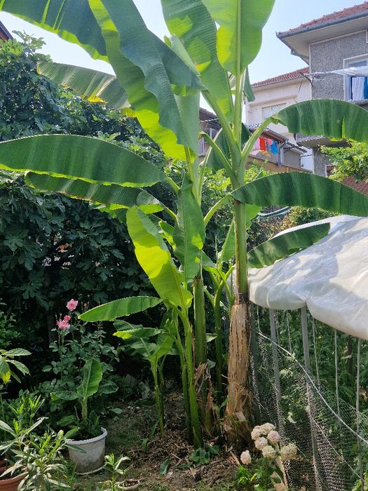 Бананова палма-200см+студоустойчива