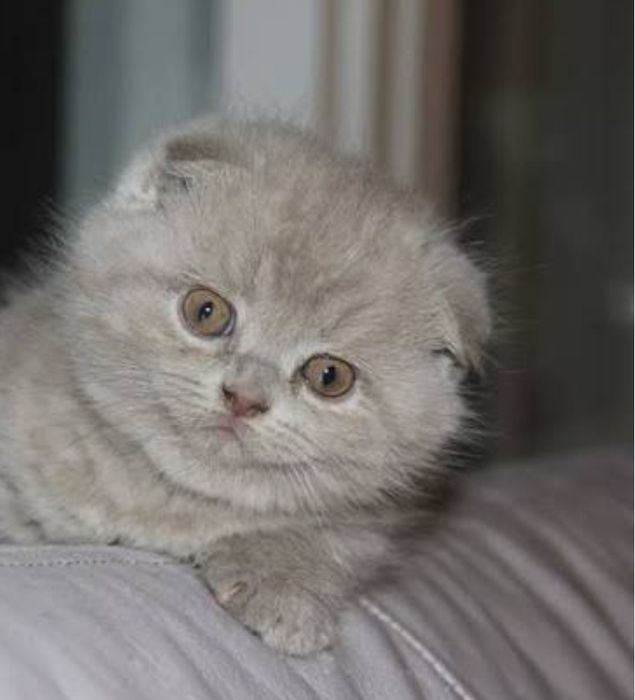 Мальчики, в белые шиншиллы и левлые