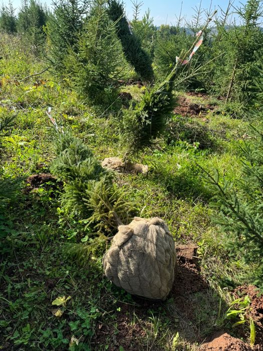 Сибирские ели