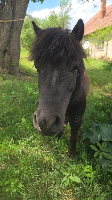 Vind ponei mascul castrat foarte blând